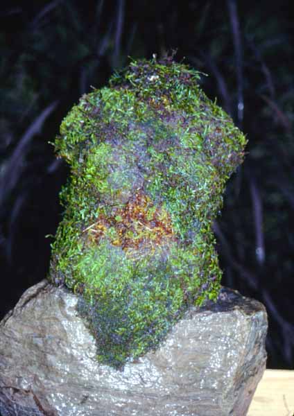 Sculpted torso in paperclay and moss Zoras Garden Lore Stephan