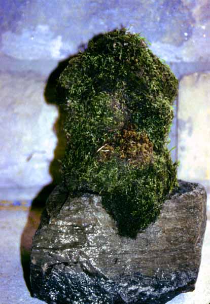 Sculpted torso in paperclay and moss Zoras Garden Lore Stephan